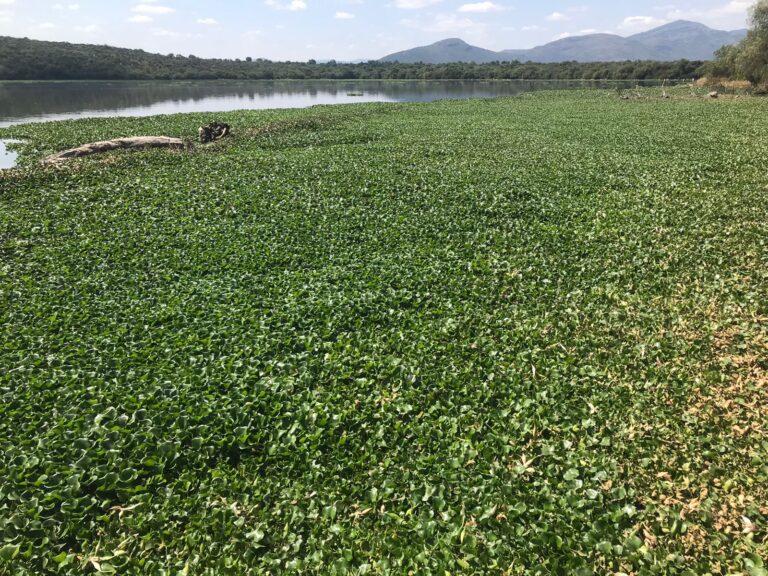 Imagen: Mosco enferma a los habitantes de zonas aledañas a la presa Endhó, acusan