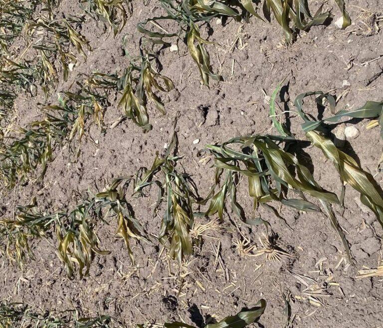 Imagen: Frío intenso afecta maizales y siembras de frijol en el Valle del Mezquital