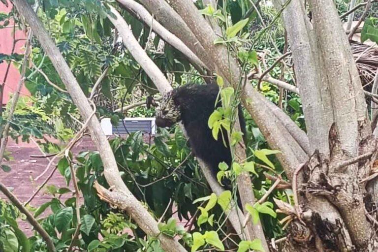Imagen: Capturan en San Felipe Orizatlán un puercoespín arborícola