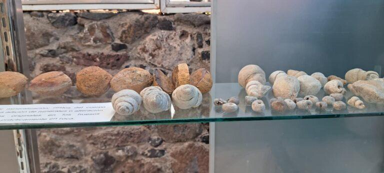 Imagen: ¿Huevos de dinosaurio en Tula? Esto es lo que exhibe un museo comunitario