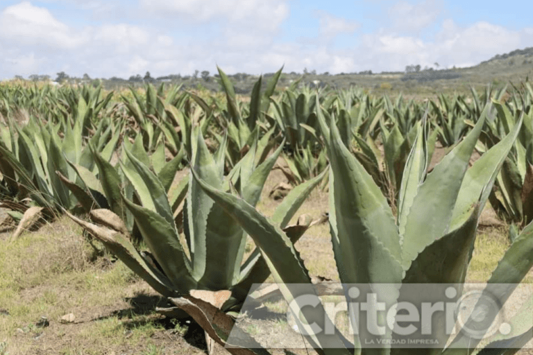 Imagen: Singuilucan celebrará el 2º Encuentro de tlachiqueros y el 9º Festivalito del Maguey