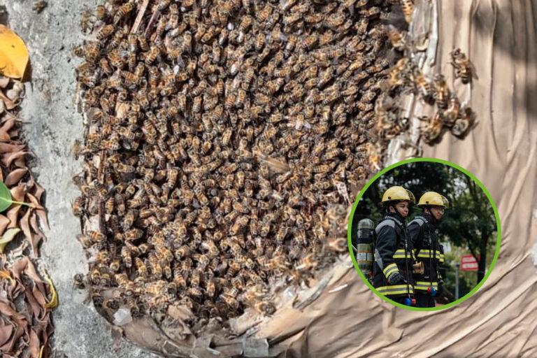 Imagen: Bomberos de Huejutla advierten sobre el riesgo de molestar a enjambres de abejas