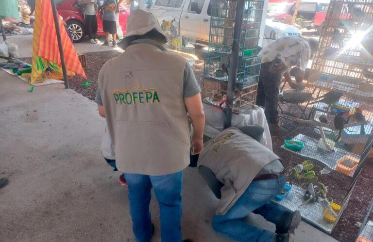 Imagen: Profepa asegura aves silvestres y planta protegida en tianguis de Actopan