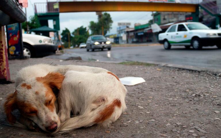 Imagen: Matan a machetazos a perro en Apan