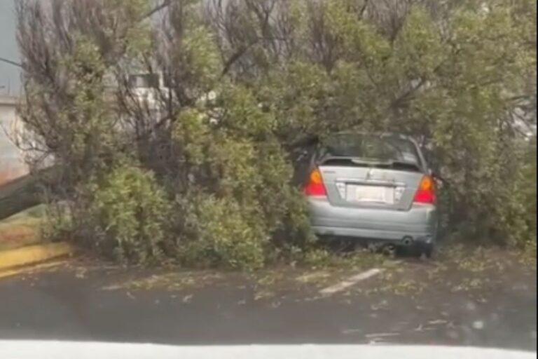 Imagen: En Pachuca, árbol cae en un auto y genera caos vial este lunes; ¿hubo lesionados?