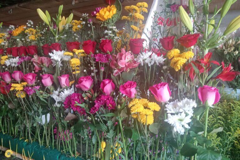 Imagen: En Atotonilco el Grande, alistan venta de rosas para Día de las Madres
