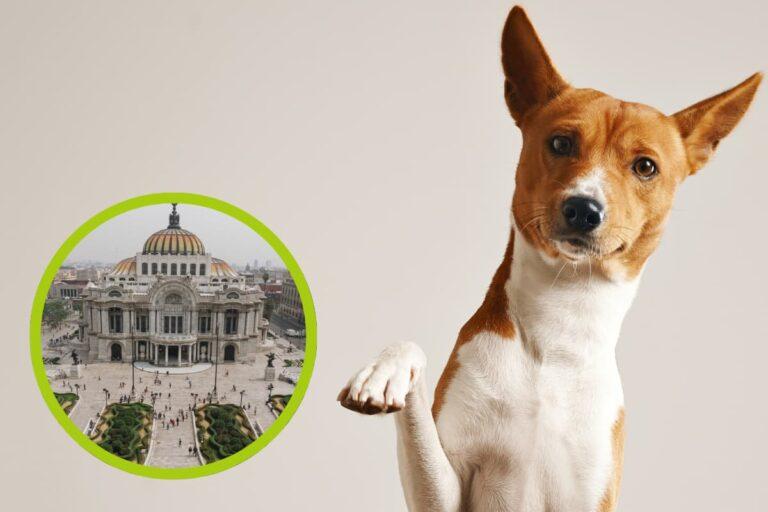 Imagen: ¡No olvides registrar a tu perrito! CURP para mascotas en la Cdmx tiene fecha límite y está cerca