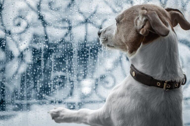 Imagen: Consejos esenciales para cuidar a tus mascotas en la temporada de lluvias