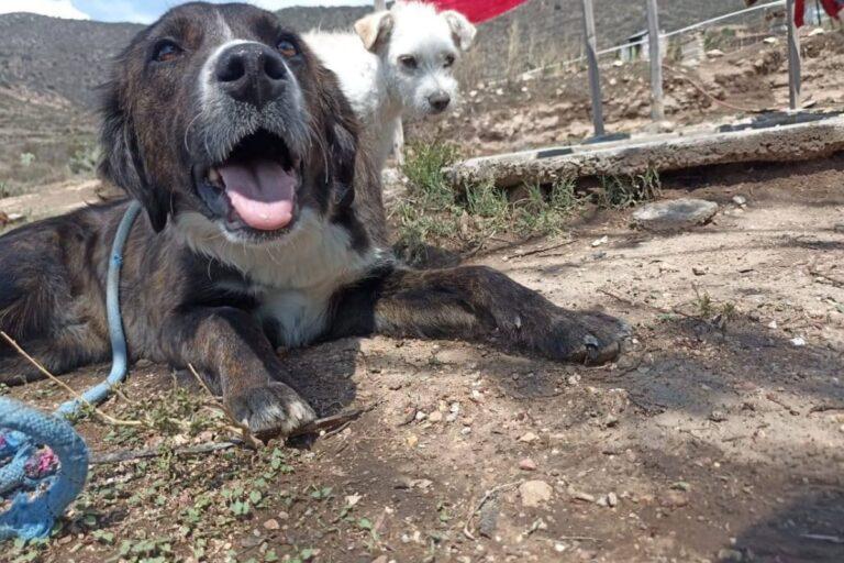 Imagen: Adopción de lomitos en Pachuca: dales una oportunidad para llenarte de amor