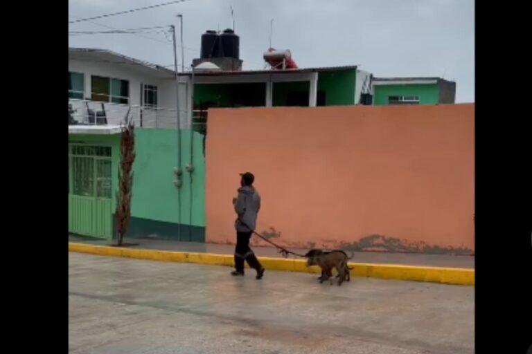 Imagen: Maltrato animal en Pachuca: Vecinos y activistas denuncian la falta de atención ante abuso de perros