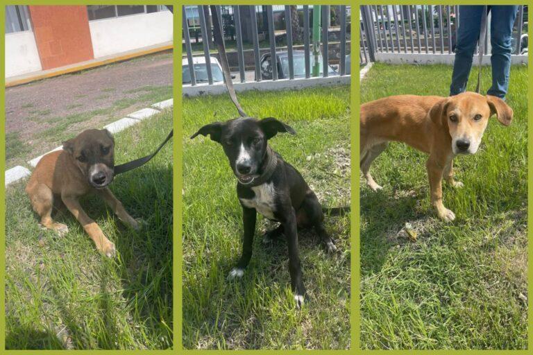 Imagen: Pachuca actúa tras denuncia: detienen a hombre por maltrato animal
