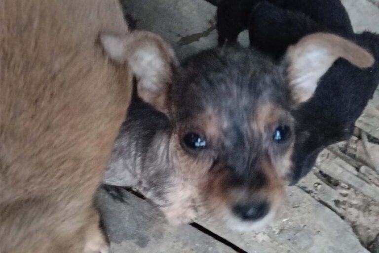 Imagen: ¡No tienen comida! Urge apoyo para albergue de perros y gatos en Huejutla