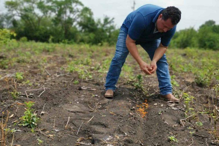 Imagen: “Sembrar cempoalxóchitl es sembrar memoria”; el inicio del Xantolo en la Huasteca