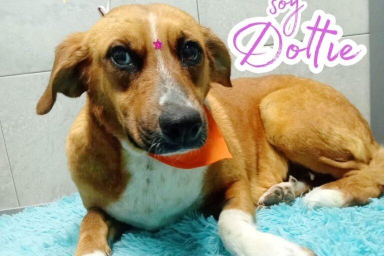 Imagen: En Pachuca, asociación animalista pide apoyo para un nuevo hogar, debido a desalojo