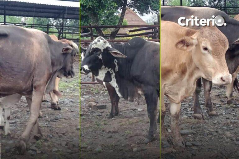 Imagen: En San Felipe Orizatlán, recuperan ganado robado tras denuncia ciudadana