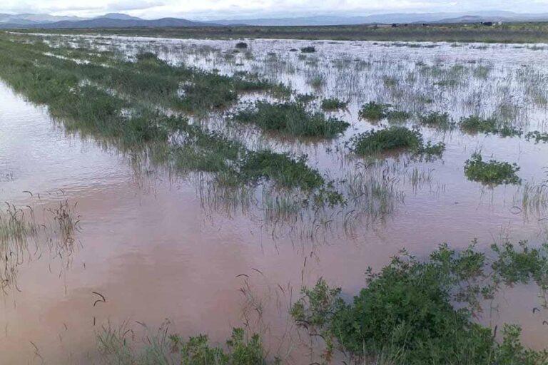 Imagen: Impide el exceso de humedad concluir el ciclo de siembra en Tulancingo