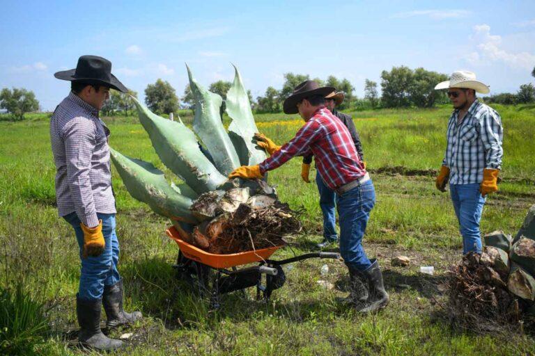 Imagen: Contará Tulancingo con su primer vivero de maguey