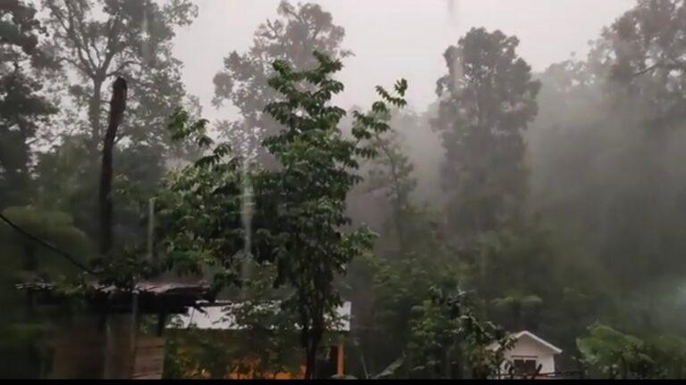 Imagen: Bosques mesófilos de Hidalgo, en crisis
