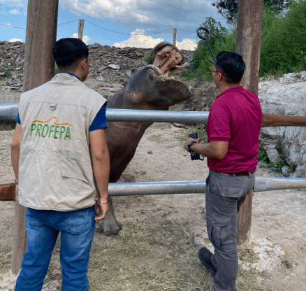 Imagen: Profepa asegura fauna silvestre en Hidalgo