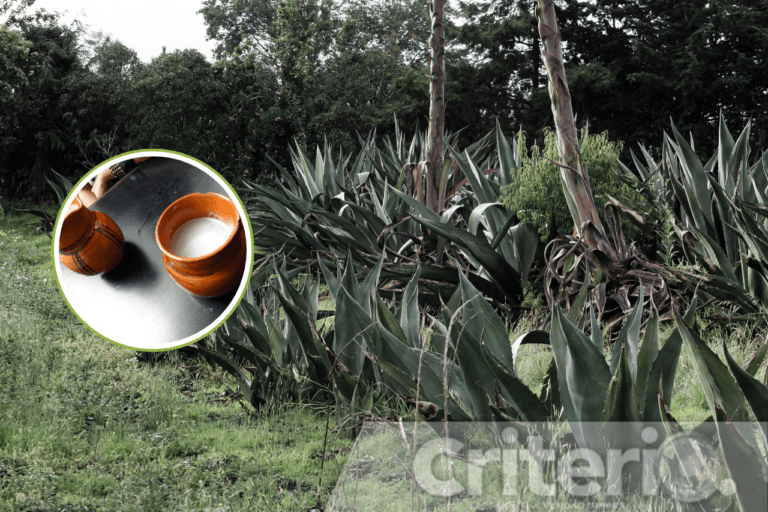 Imagen: Descubre el maguey y sus sabores en Rancho La Gaspareña, Singuilucan