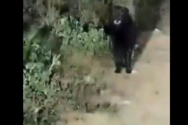 Imagen: Extraña criatura avistada en Puebla genera incertidumbre en la comunidad Tlacotepec