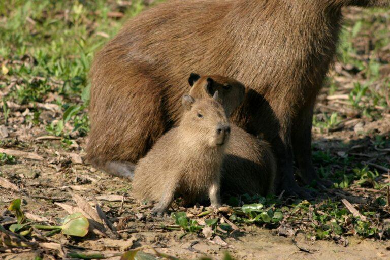 Imagen: Bienvenido: Nace capibara bebé en Bioparque estrella Monterrey