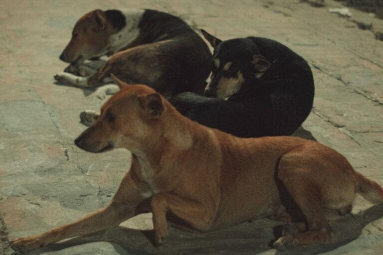 Imagen: Propone el PRI en el Congreso de Hidalgo reconocer adopciones comunitarias de perros y gatos