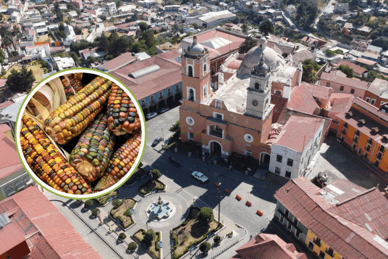 Imagen: Sabores del Maíz Criollo llega para conquistar paladares en Real del Monte