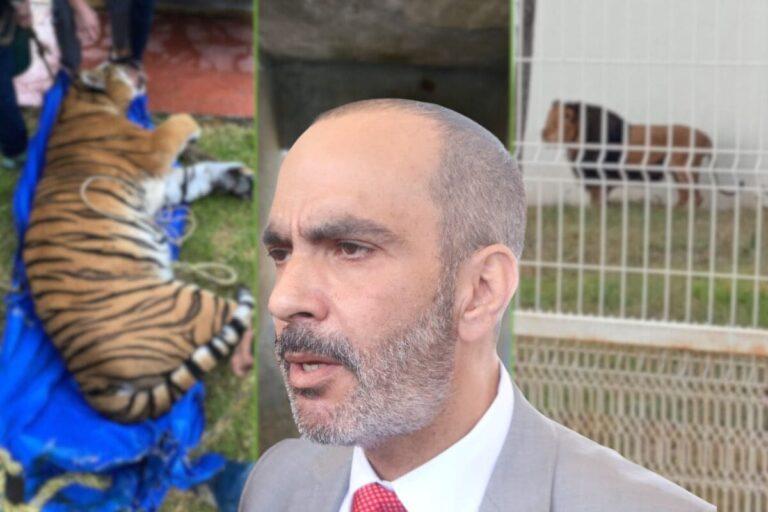 Imagen: ¿Qué dice la PGJEH sobre el caso de los felinos exóticos hallados en Pachuca?