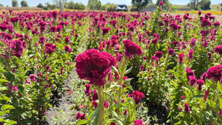 Imagen: Preparan venta de flores para el Día de Muertos, en Doxey