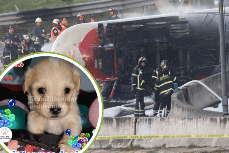 Imagen: Rescatistas adoptan a “Cereza” y “Cerecito”, perritos que sobrevivieron a la explosión en Iztapalapa