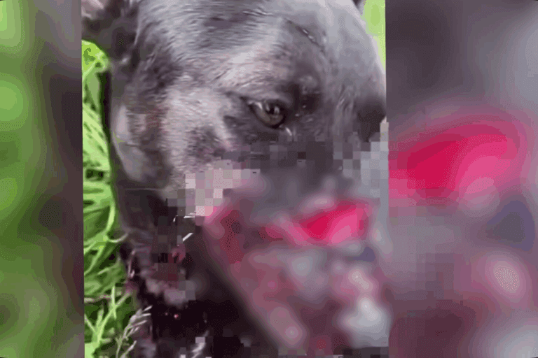 Imagen: Indignación en Hidalgo: mujer denuncia agresión a su perrita “¡No es justo!”