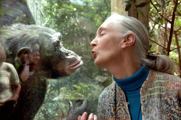 Imagen: Está etóloga británica fue la primera en estudiar a los chimpancés; hoy, el mundo llora su partida