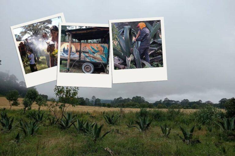 Imagen: Aprende más del maguey y sus usos durante el noveno aniversario del Jardín de Mayahuel