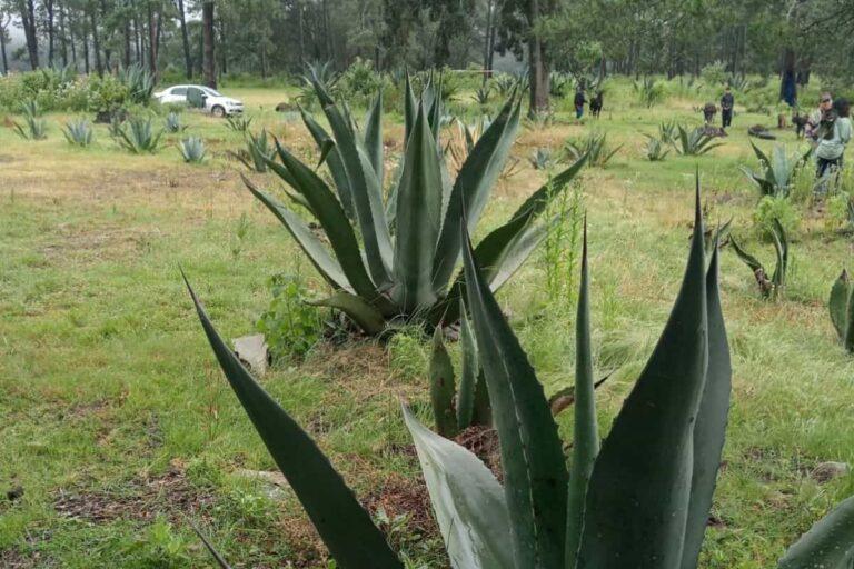 Imagen: Celebran al maguey en Singuilucan con La Pulquísima Trinidad; ¿qué actividades hubo?