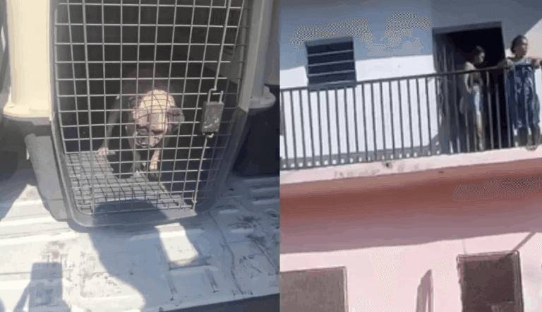 Imagen: Chiapas: Mujer arroja a un perro desde un segundo piso durante desalojo