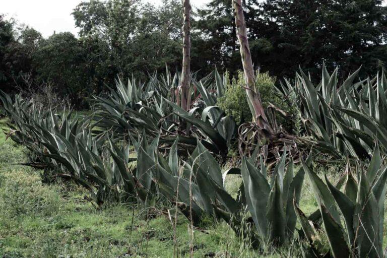 Imagen: La Expo Maguey 2025 realzará la cultura milenaria de esta planta; checa las actividades