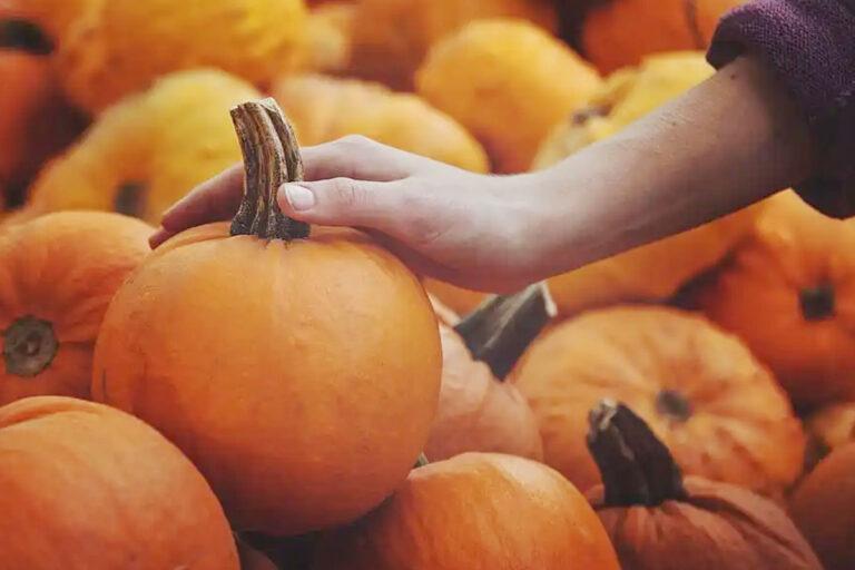 Imagen: De este sitio proviene la calabaza que vendió comerciante en Atotonilco el Grande