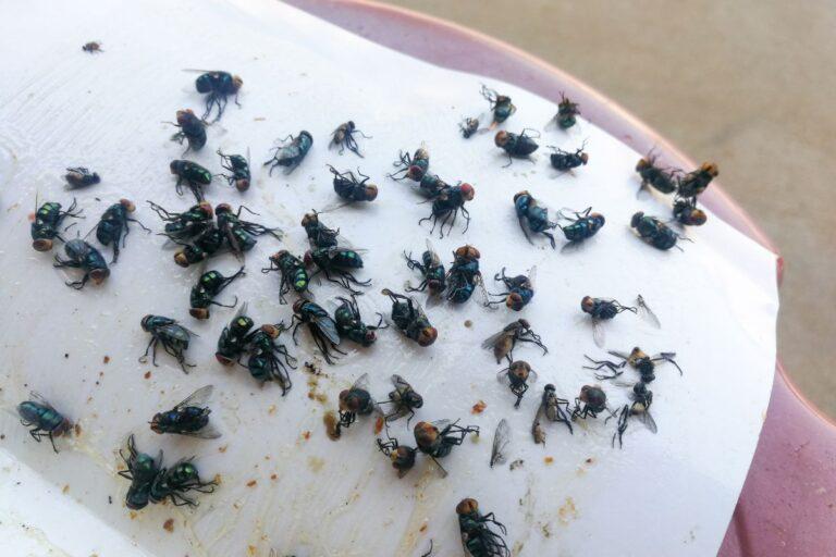 Imagen: ¡Invasión en Tizayuca! Combaten plaga de moscas