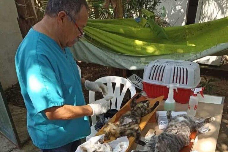 Imagen: ¡Agenda cita! Huautla tendrá jornada de esterilización el próximo viernes