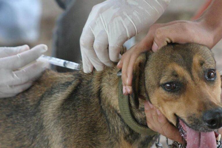 Imagen: Lejana, la meta de vacunación canina y felina en la región Tulancingo, ¿cuál es el avance?