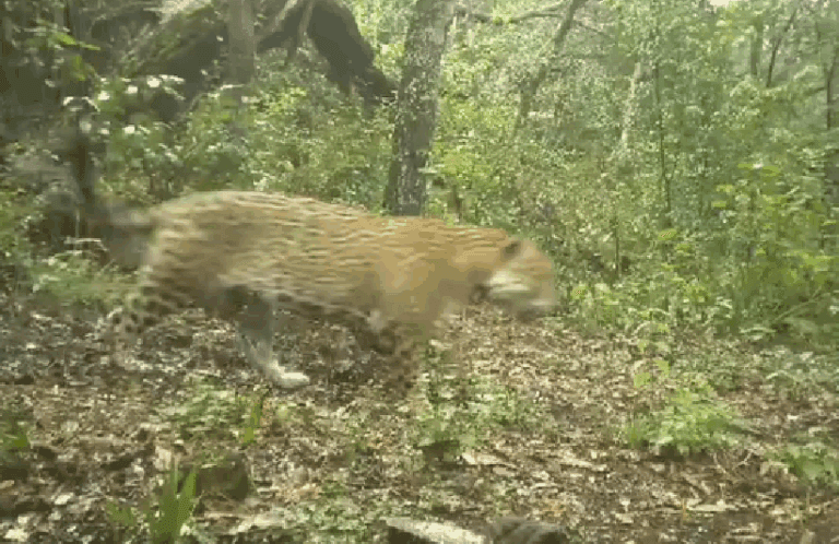 Imagen: Video: jaguar es captado caminando en Hidalgo