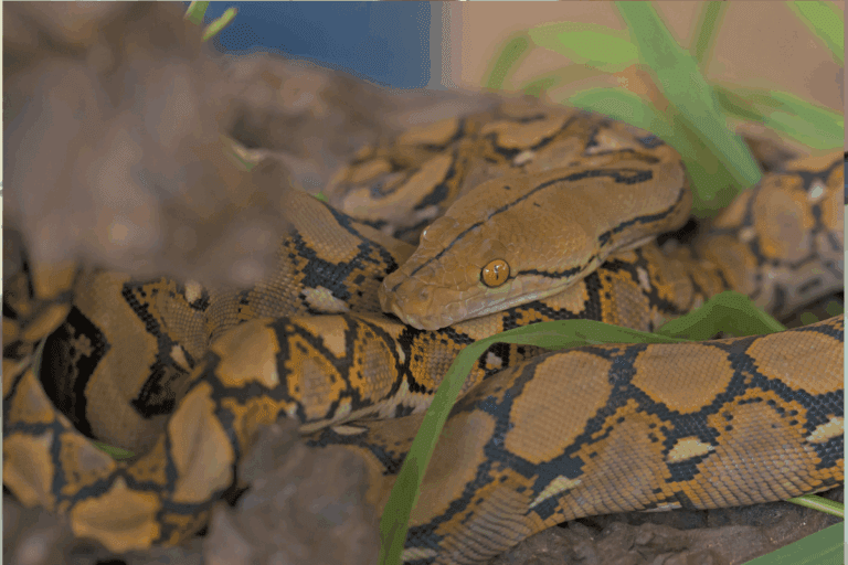 Imagen: Capturan dos boas constrictor en Huejutla tras ser reportadas por vecinos