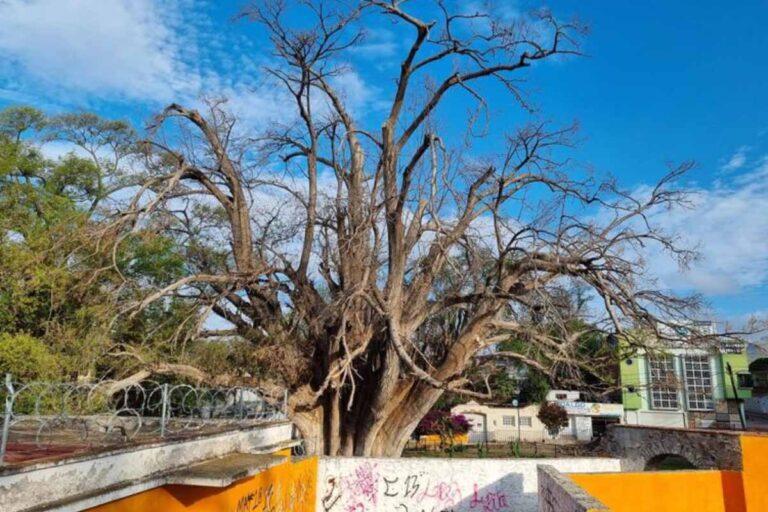 Imagen: En abandono, ahuehuete ancestral de Zimapán