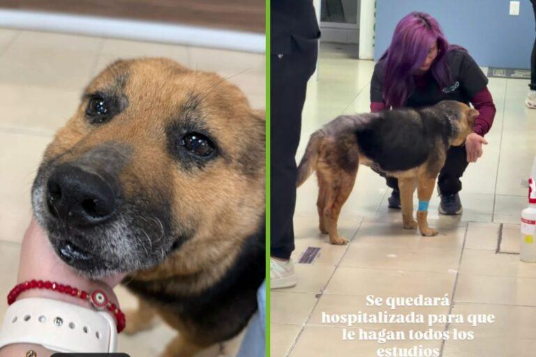 Imagen: Rescatan a perrita víctima de maltrato y abuso en Mineral de la Reforma