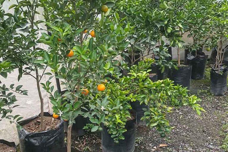 Imagen: Así logran productores que los frutales sean resistentes a la aridez del Valle del Mezquital
