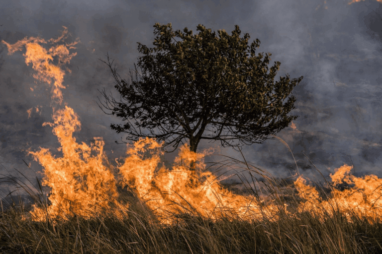 Imagen: Incendios forestales ponen en riesgo a Hidalgo: inicia temporada 2026