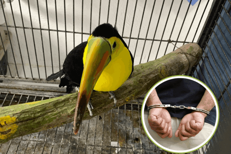 Imagen: Profepa asegura aves exóticas ilegales en Hidalgo