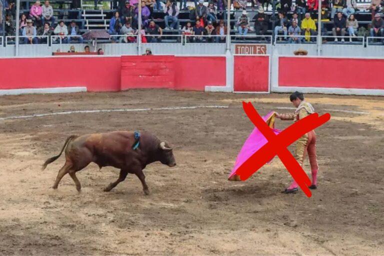Imagen: Sacan amparo para suspender corridas de toros en Hidalgo, pero ¿qué opinan defensores de tauromaquia?