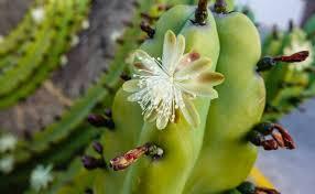 Imagen: Descubre los secretos de la flor de garambullo en la XLV Muestra Gastronómica de Santiago de Anaya